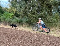 IRON.SAR-DOG.CZ 